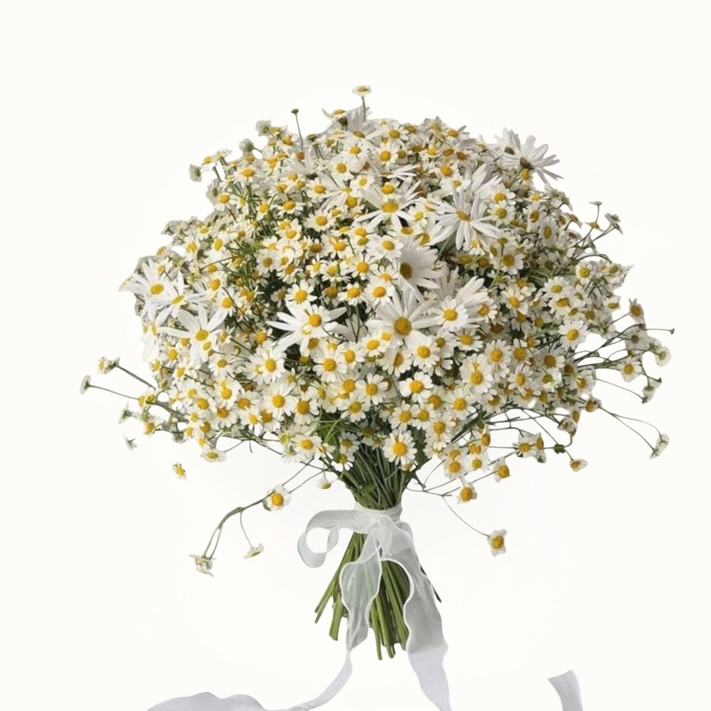 Bouquet of white flowers with green stems and a white ribbon on a white background