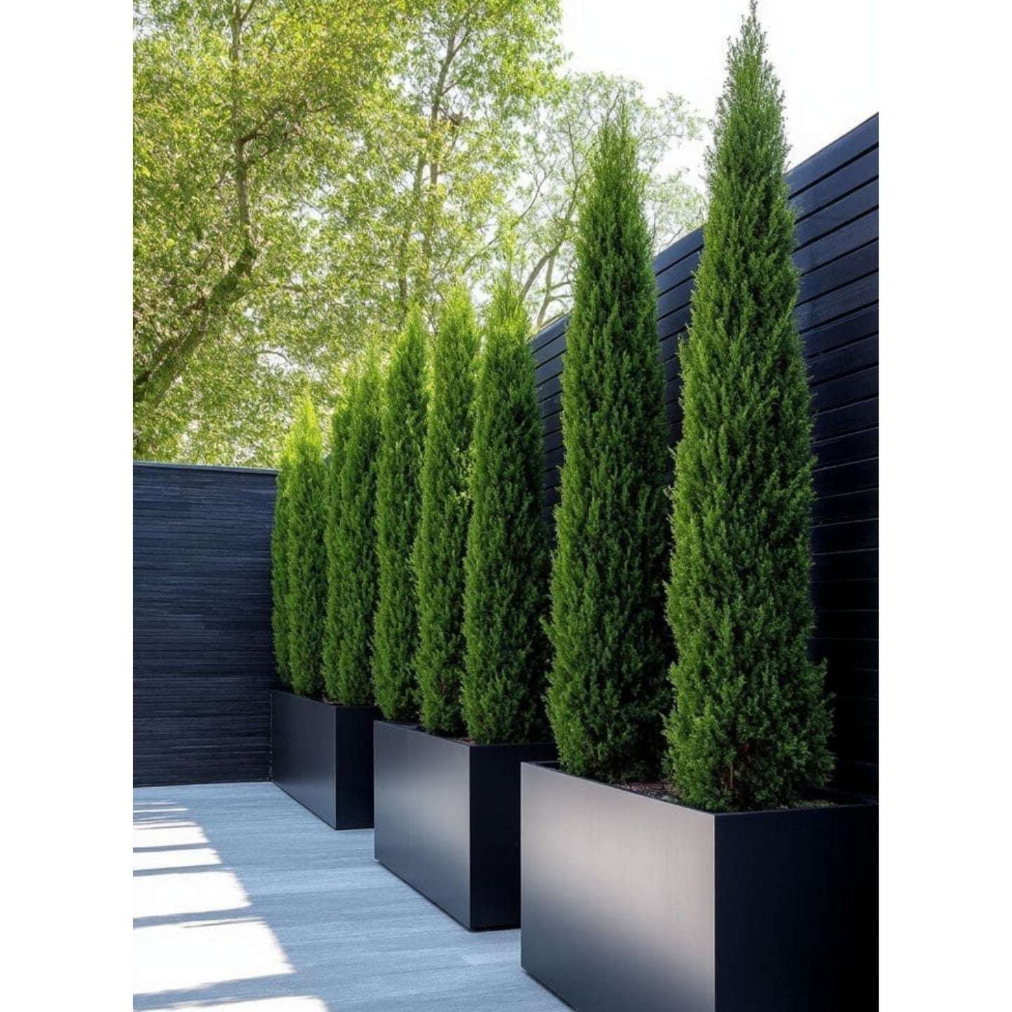 Row of green shrubs in black planters against a dark wooden fence.