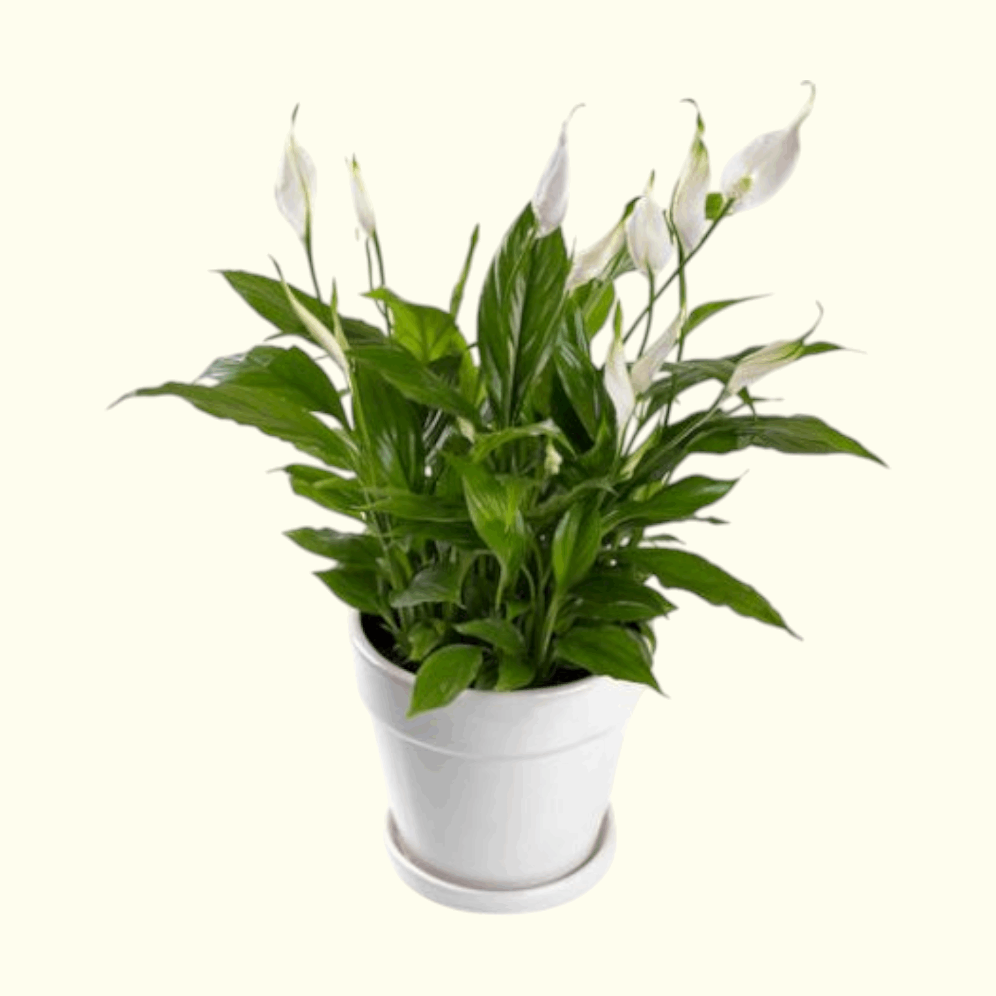 Lily Of Peace Plant in Dubai, UAE