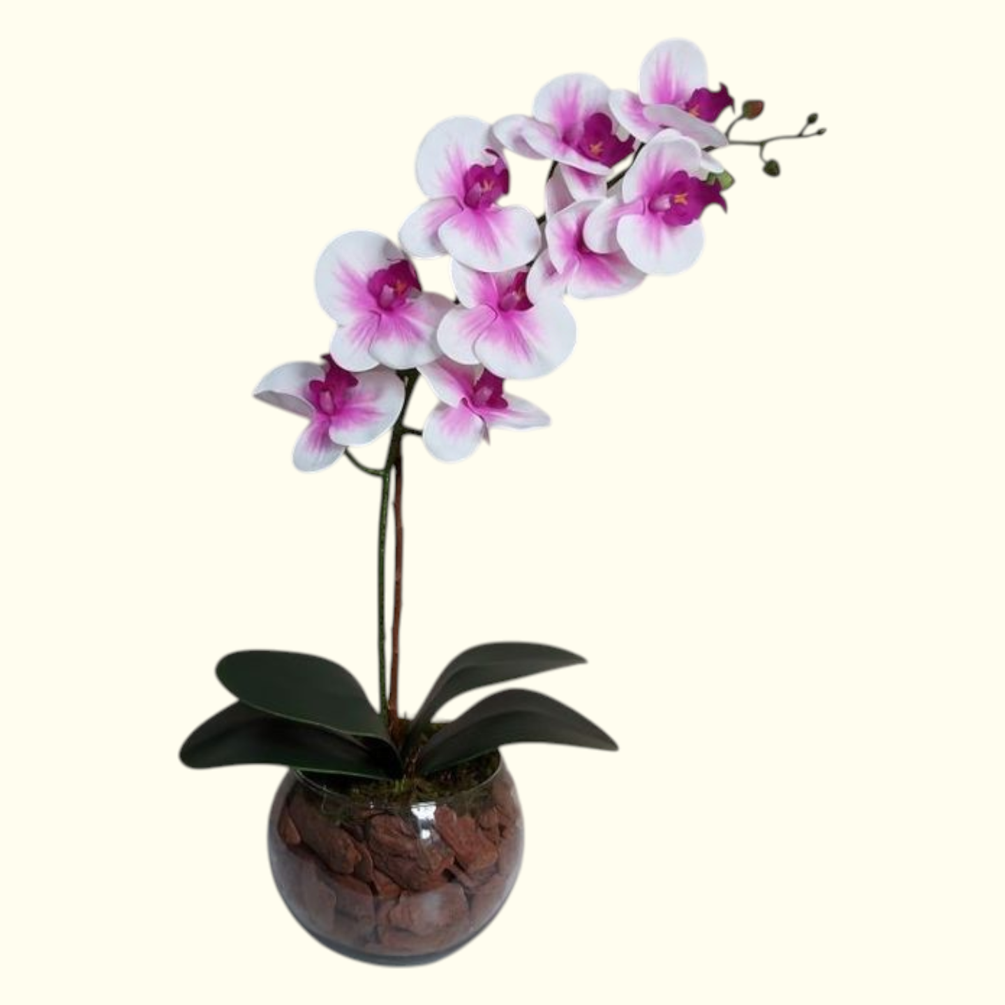 Single Purple Orchid
