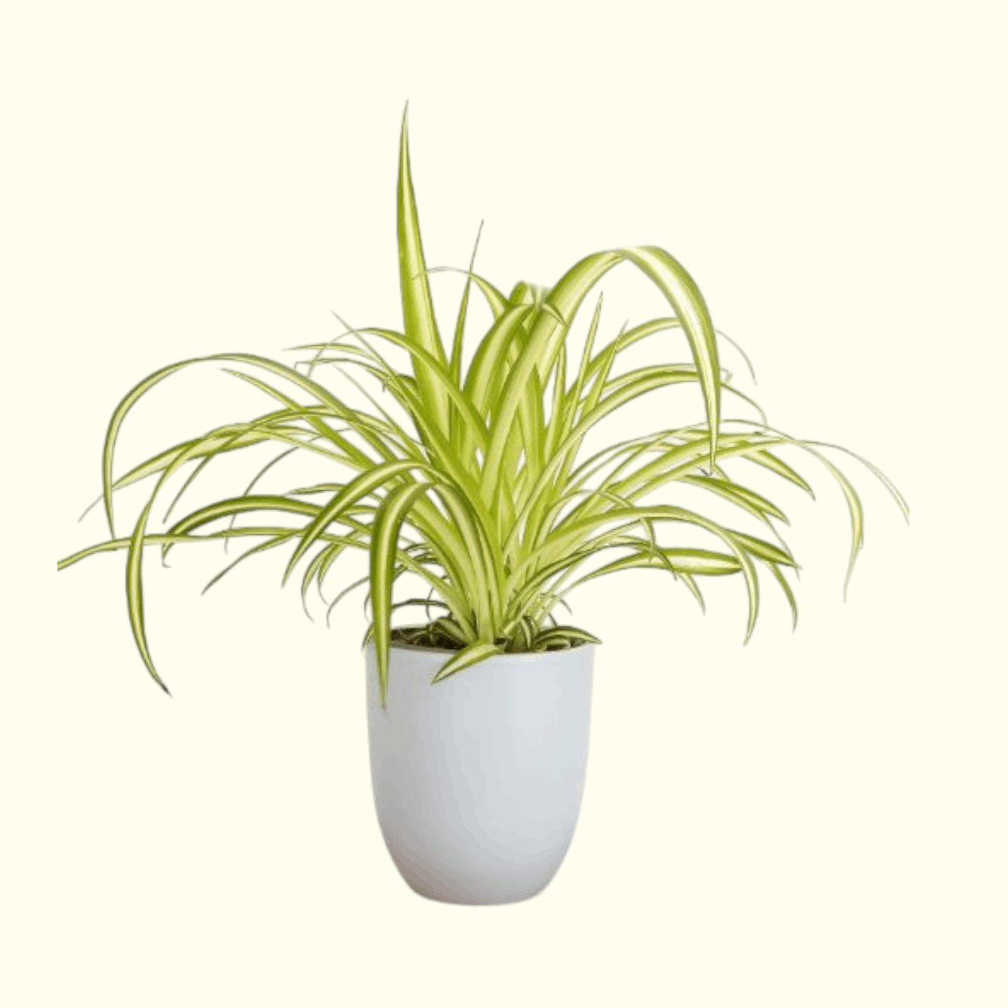 Spider Plant