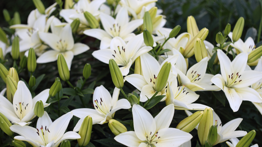 Beauty of Lily Flowers - florist Shop