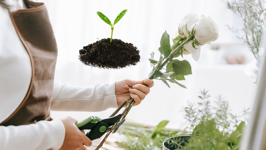 How To Grow Rose Plant From Stem | Easy Rose Cutting Guide