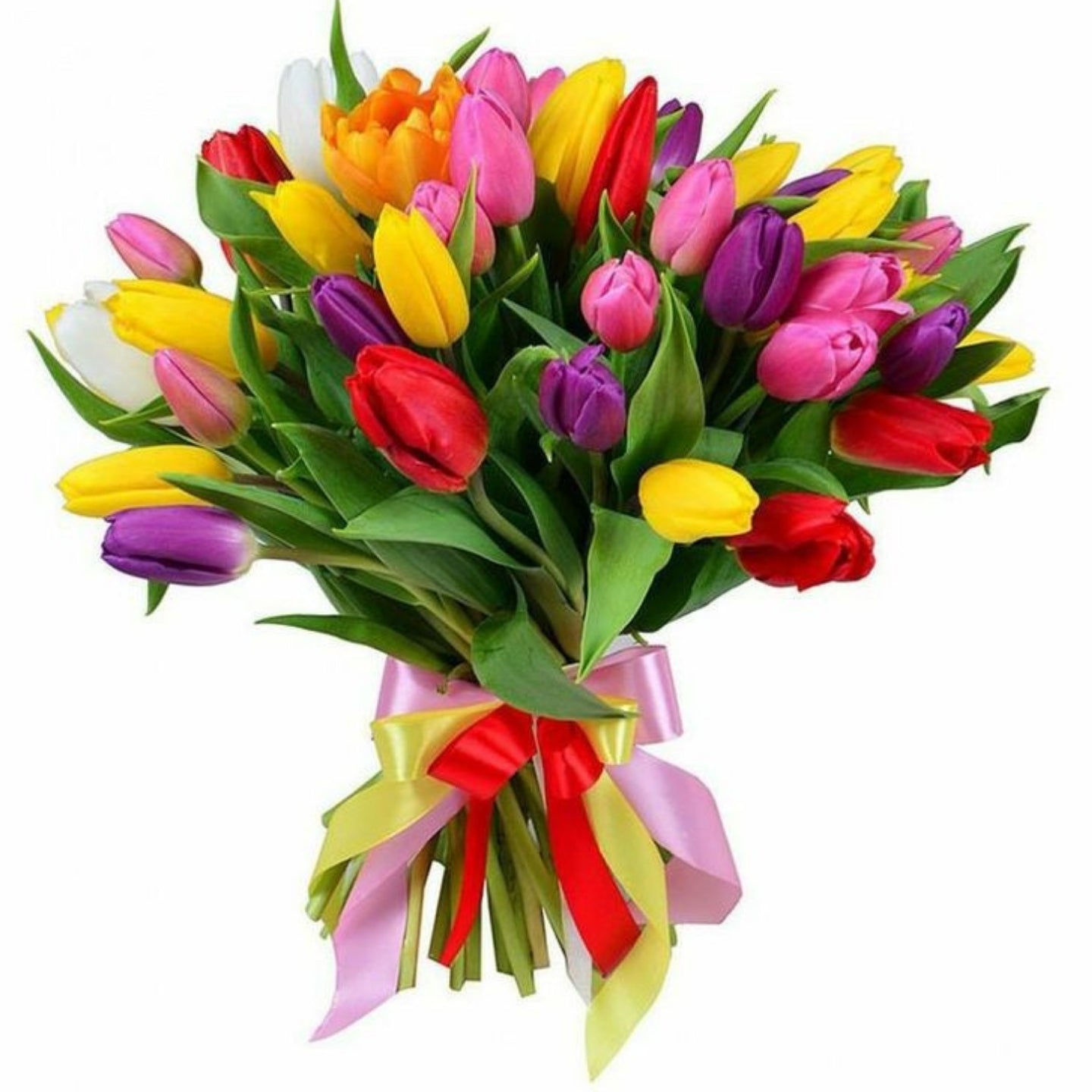 Tulip Flowers Online
