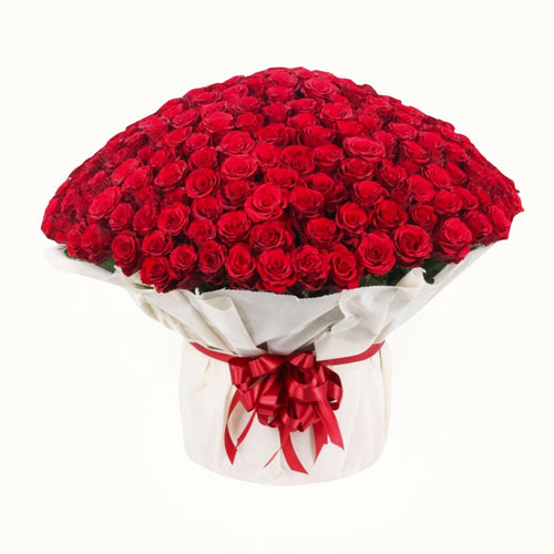 Bouquet of red roses with a white wrap and red ribbon on a white background