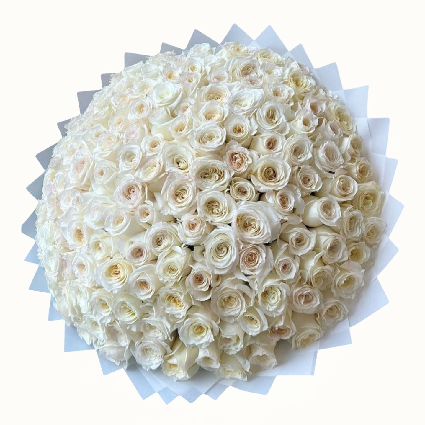 Large bouquet of white roses on a white background