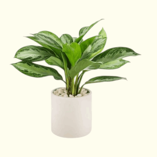 Aglaonema White