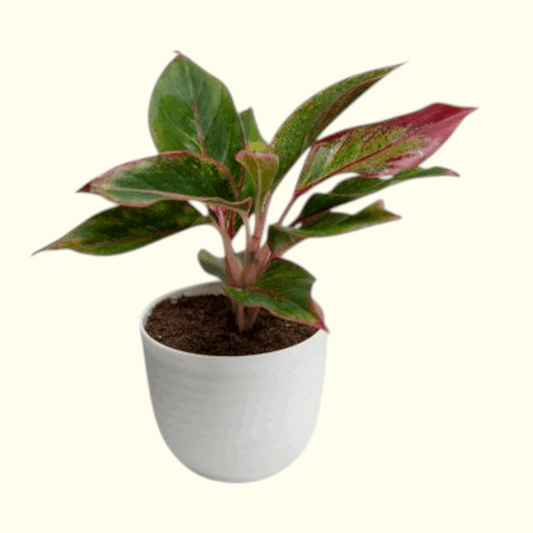 Aglaonema Red Plant | Office plant 