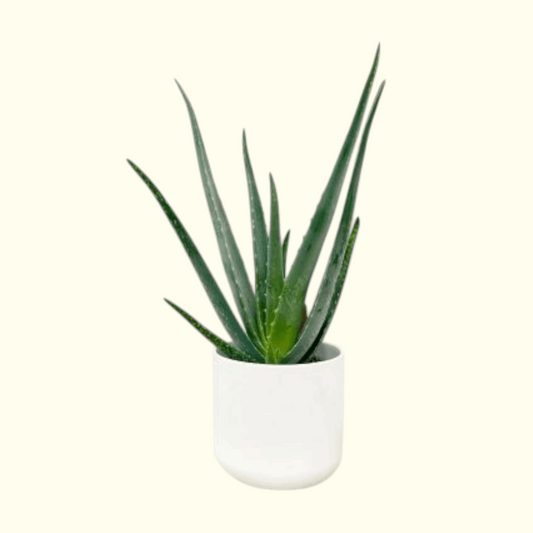 Buy Aloe Vera Online in Dubai