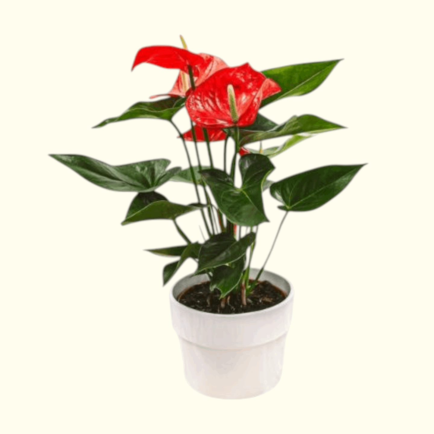 Anthurium Plant Dubai, UAE