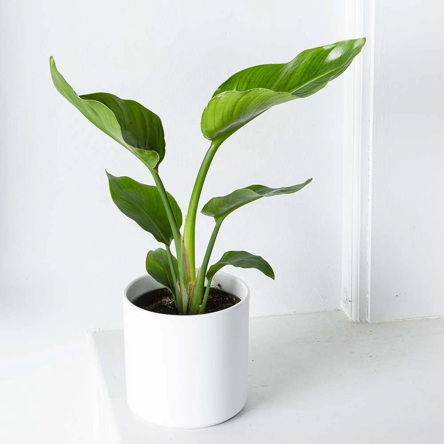 Potted plant with green leaves in a white pot on a light surface with a white background