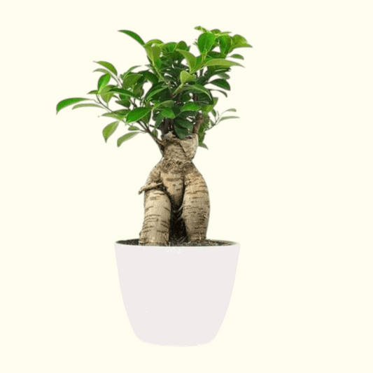 Bonsia Plant