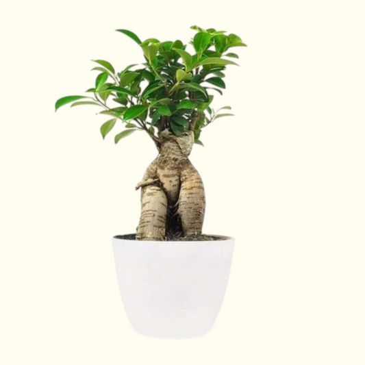 Bonsia Plant