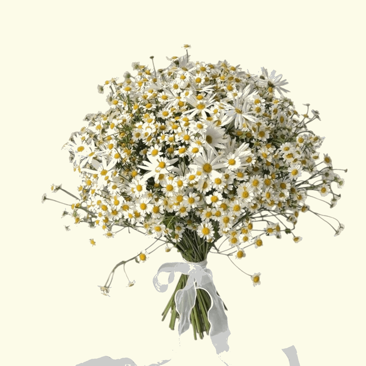 Daisy Day