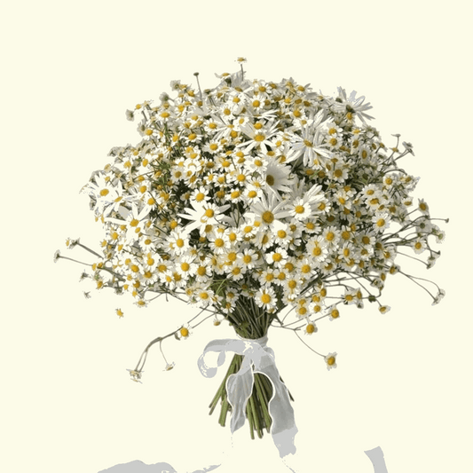 Daisy Day