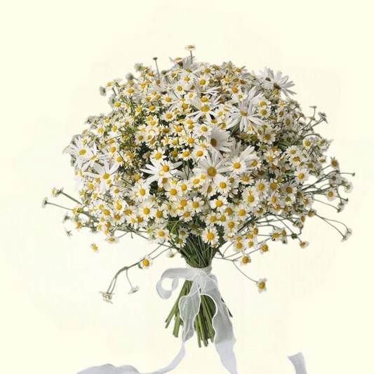 Daisy Day