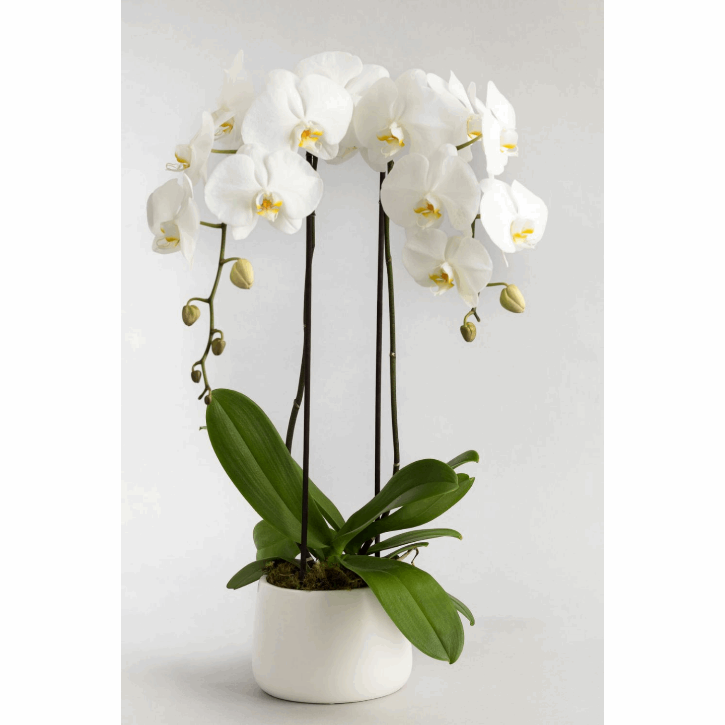 Duo White Orchid Plant