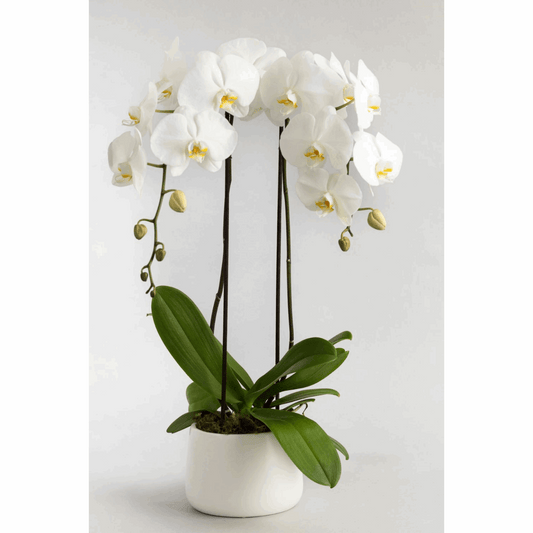 Duo White Orchid Plant