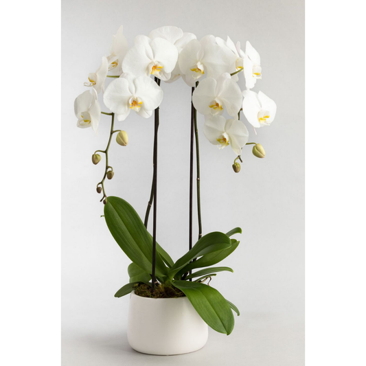 Duo White Orchid Plant