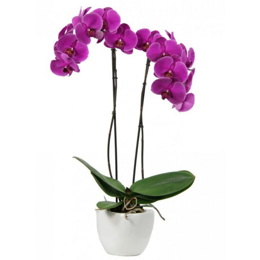 Purple orchid plant in a white pot on a white background