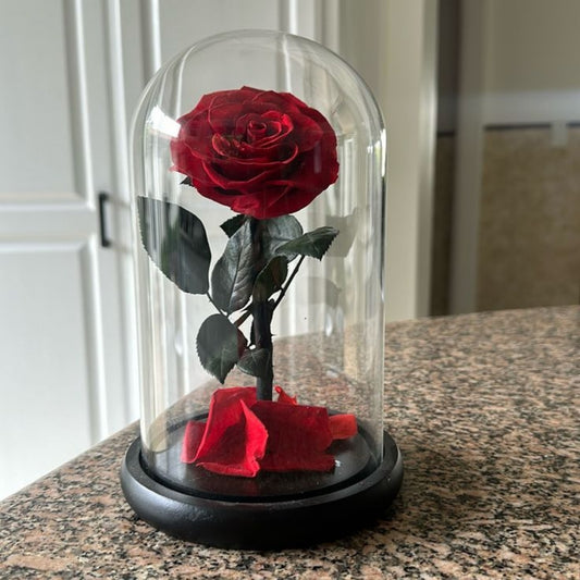 Forever Single Red Rose in Dubai