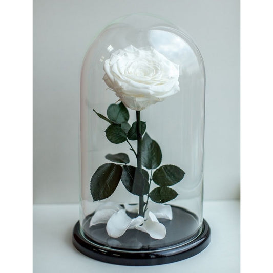 Forever Single White Rose in Dubai, UAE