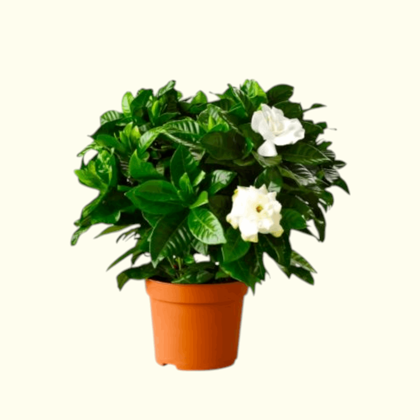 Gardenia Plant Dubai, UAE