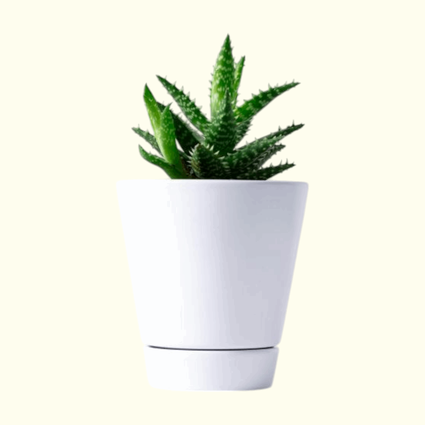 Hawarthia Plant