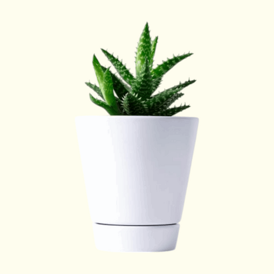 Hawarthia Plant