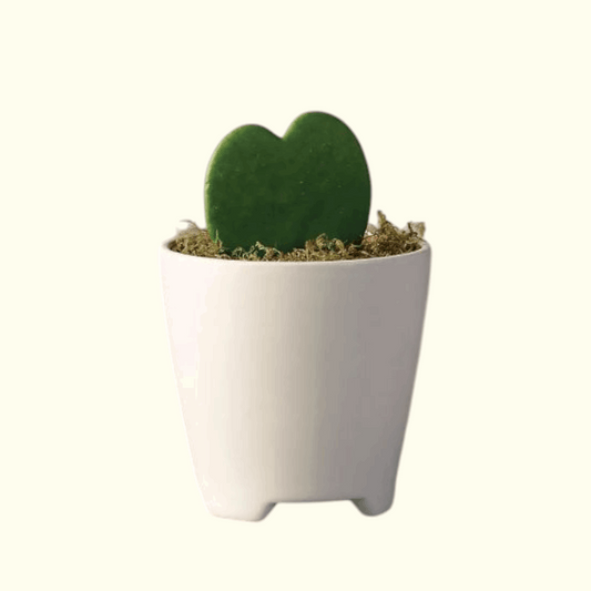 Heart Cactus