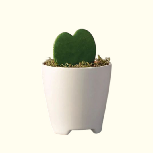 Heart Cactus