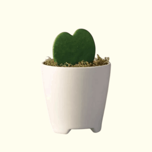 Cactus plant dubai