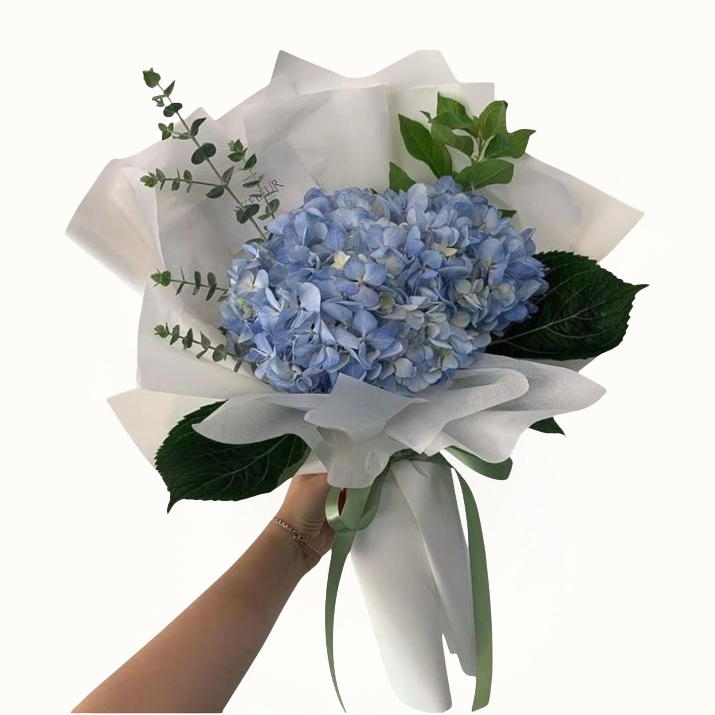 Bouquet of blue hydrangeas with green leaves held by a hand on a white background