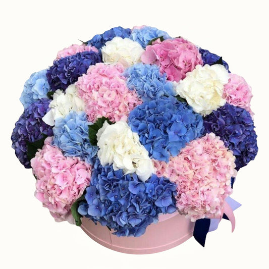 Bouquet of blue, pink, and white hydrangeas in a pink box on a white background