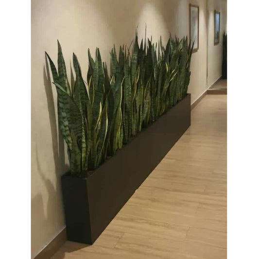 Artificial snake plant in a black planter against a wall in an indoor setting