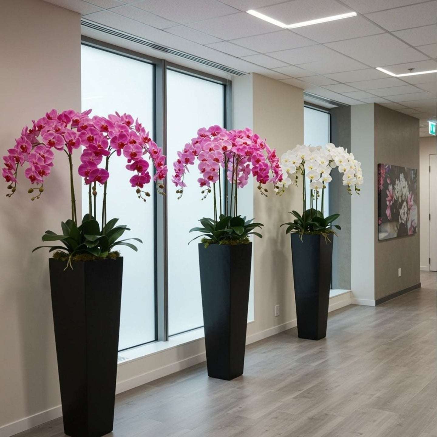 Decorative purple orchids in black pots in a modern office setting