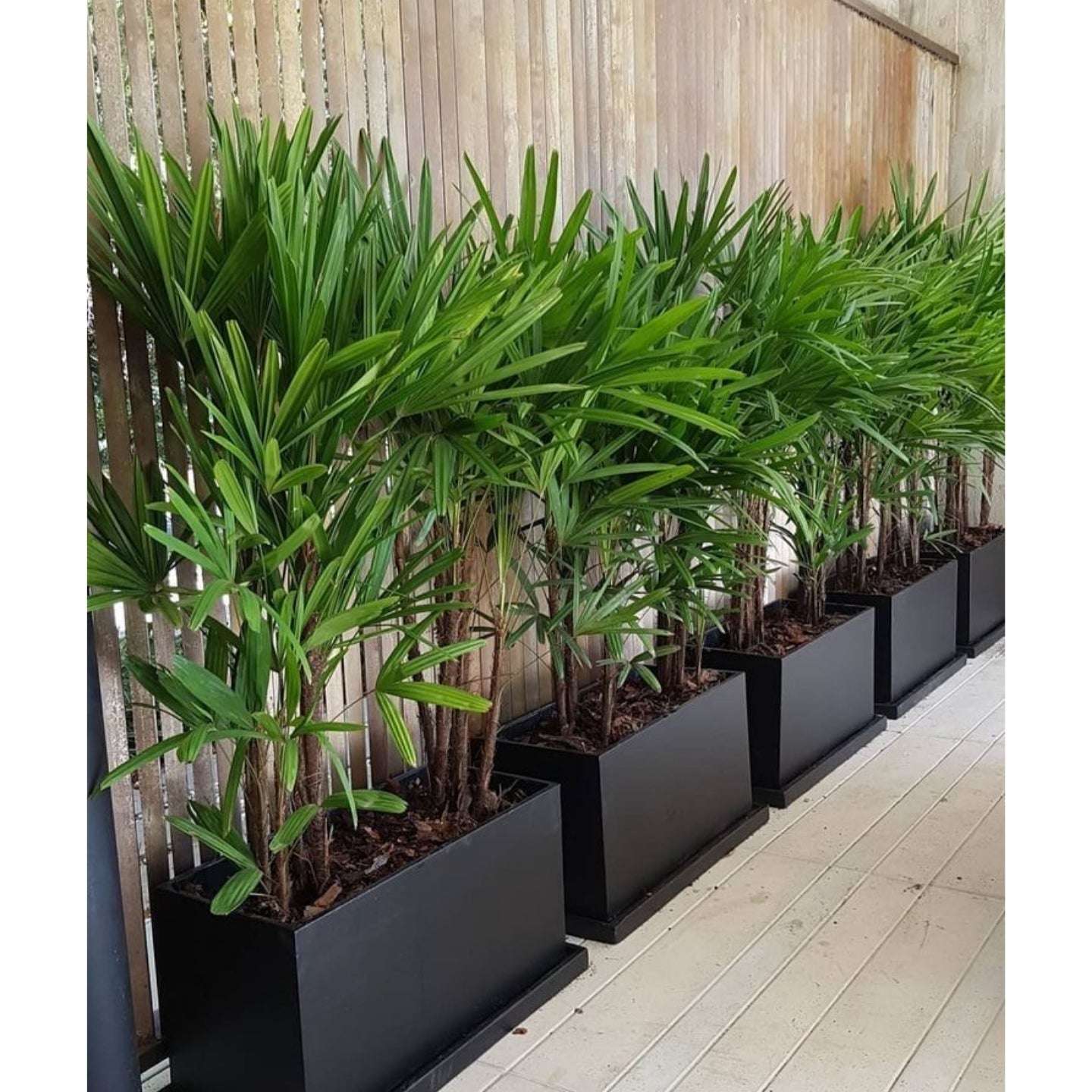 Interior Office wall Area potted plants 