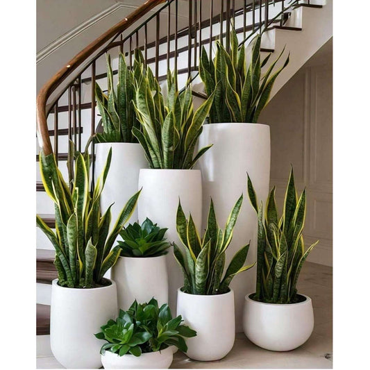 Set of potted plants in white containers on a staircase