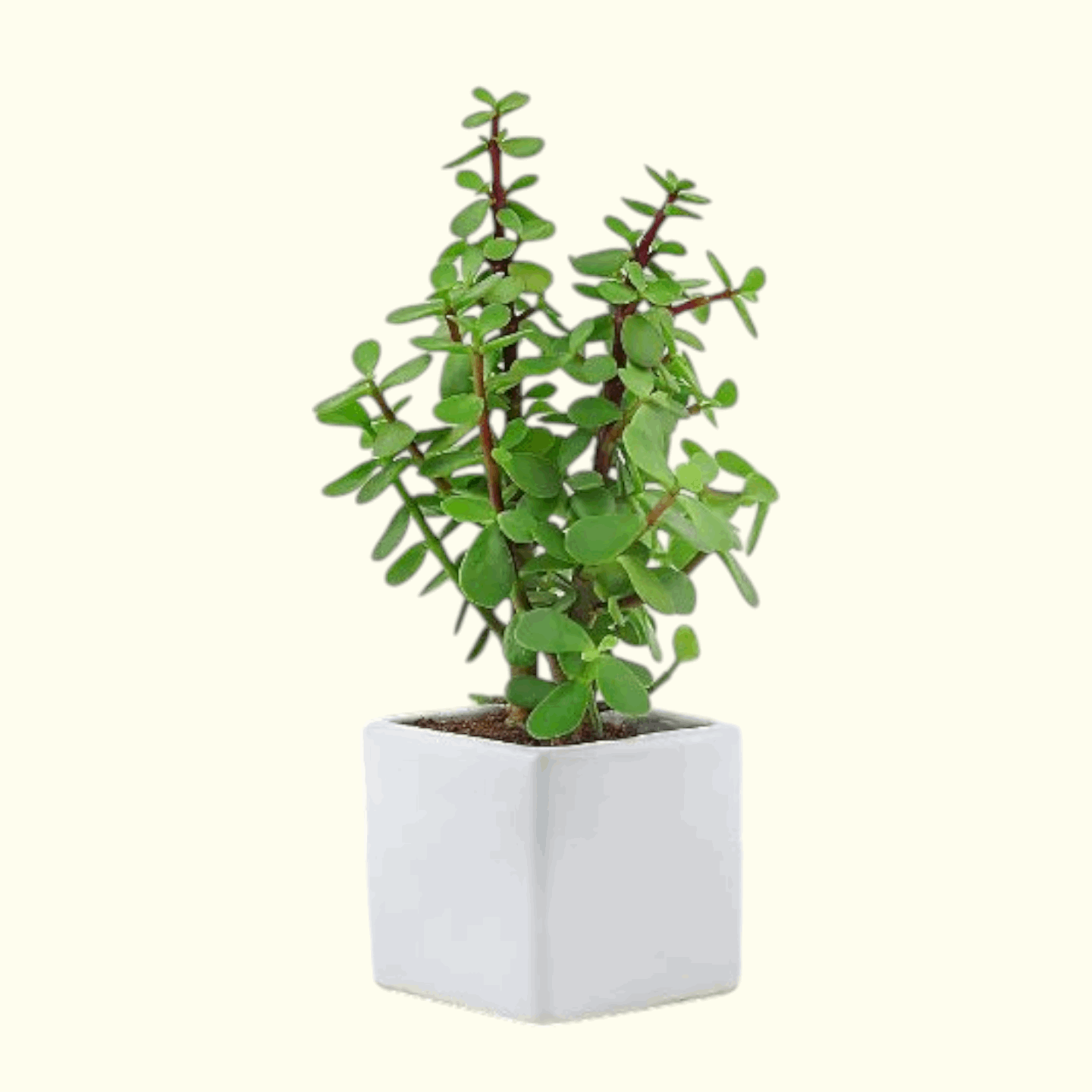 Jade Plant