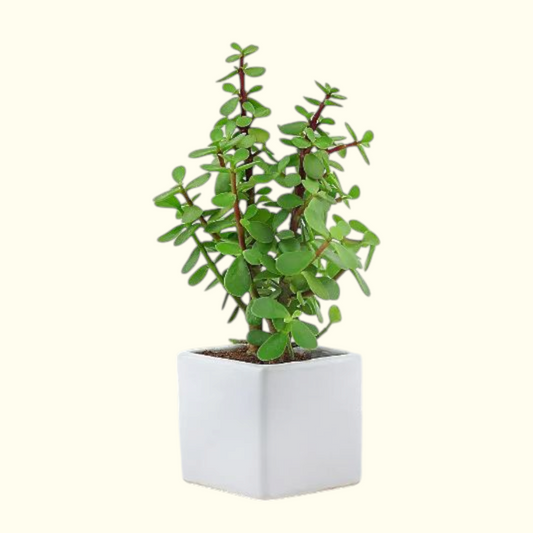 Jade Plant