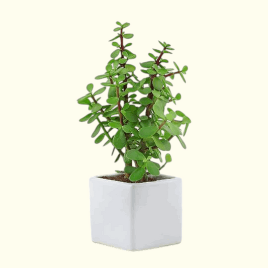 Jade Plant Dubai, UAE