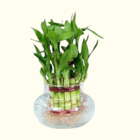 Licky Bamboo