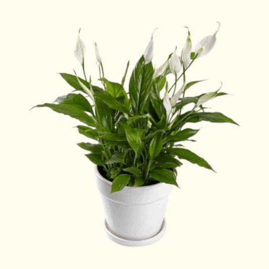 Lily Of Peace Plant in Dubai, UAE