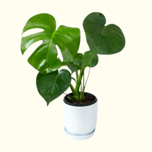 Monstera Plant