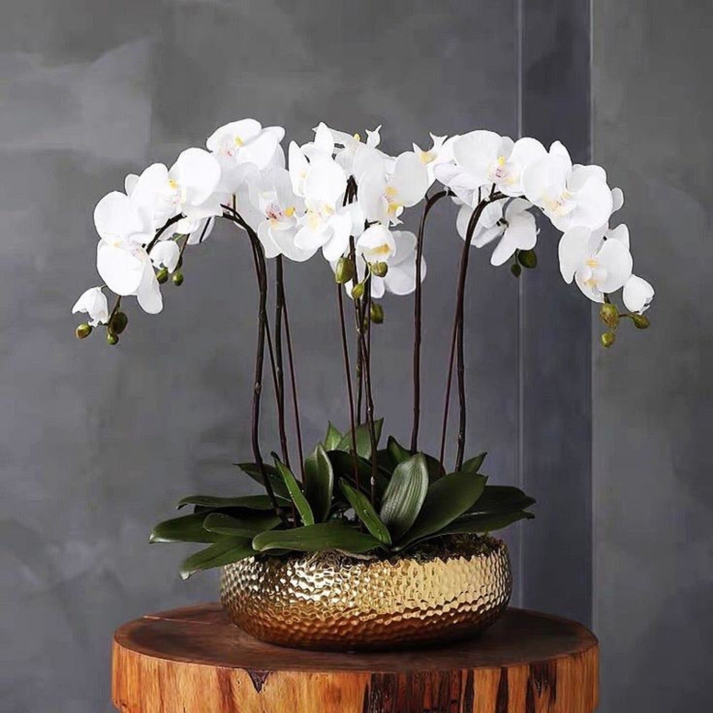 White orchid in a gold pot on a wooden surface with a gray background