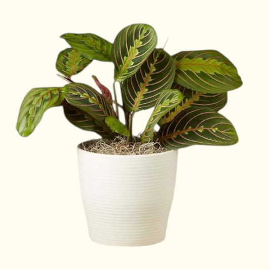 Prayer Plant
