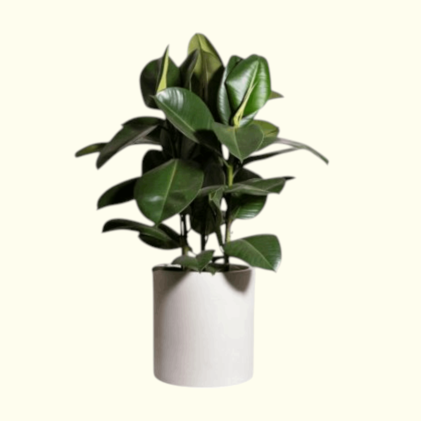 Rubber Plant