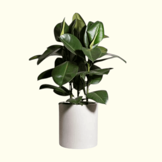 Rubber Plant