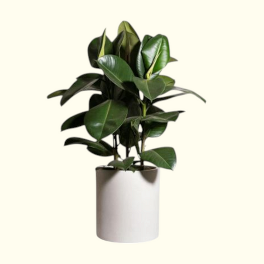 Rubber Plant