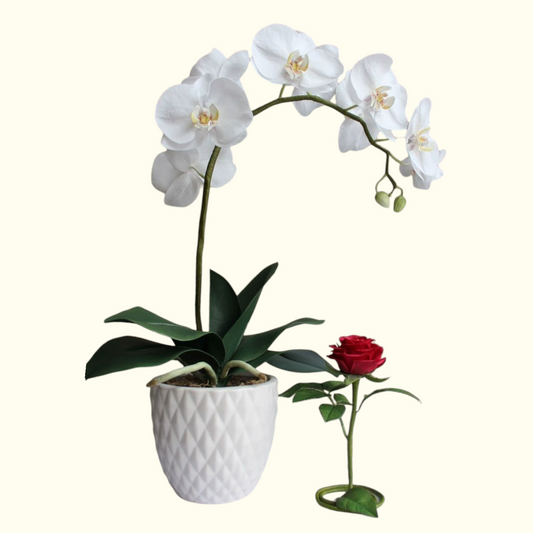 Single White Orchid